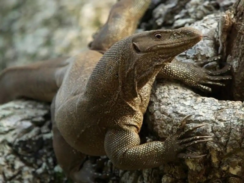 महाराष्ट्र के जंगल में 'बंगाल मॉनिटर छिपकली' के साथ गैंगरेप करने के मामले में चार आरोपी गिरफ्तार