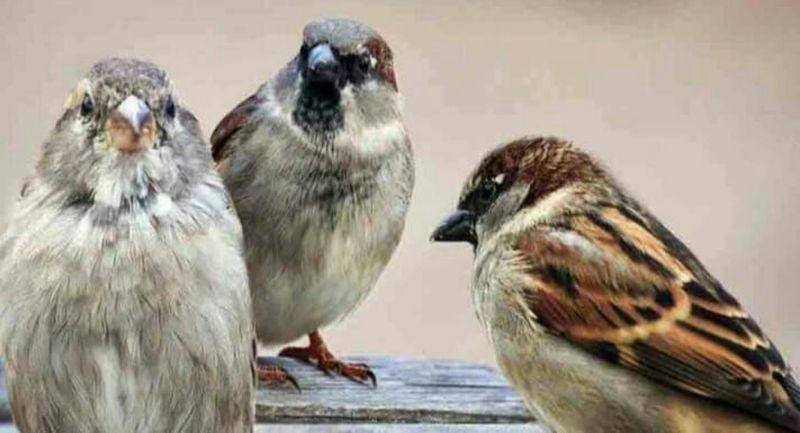 पक्षियों को आओ हम बचाएं, एक पङ्क्षरडा सब मिलकर लगाएं