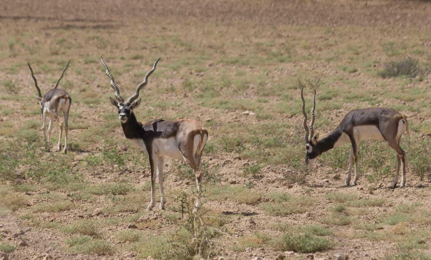Wild Life: पहले से खतरे में, अब भूख-प्यास से जीवन संकट में