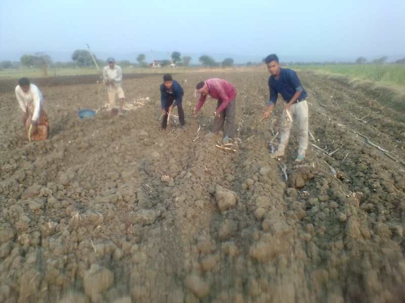 जलवायु परिवर्तन के कारण जिले में लगातार बढ़ रहा गन्ने की रकबा