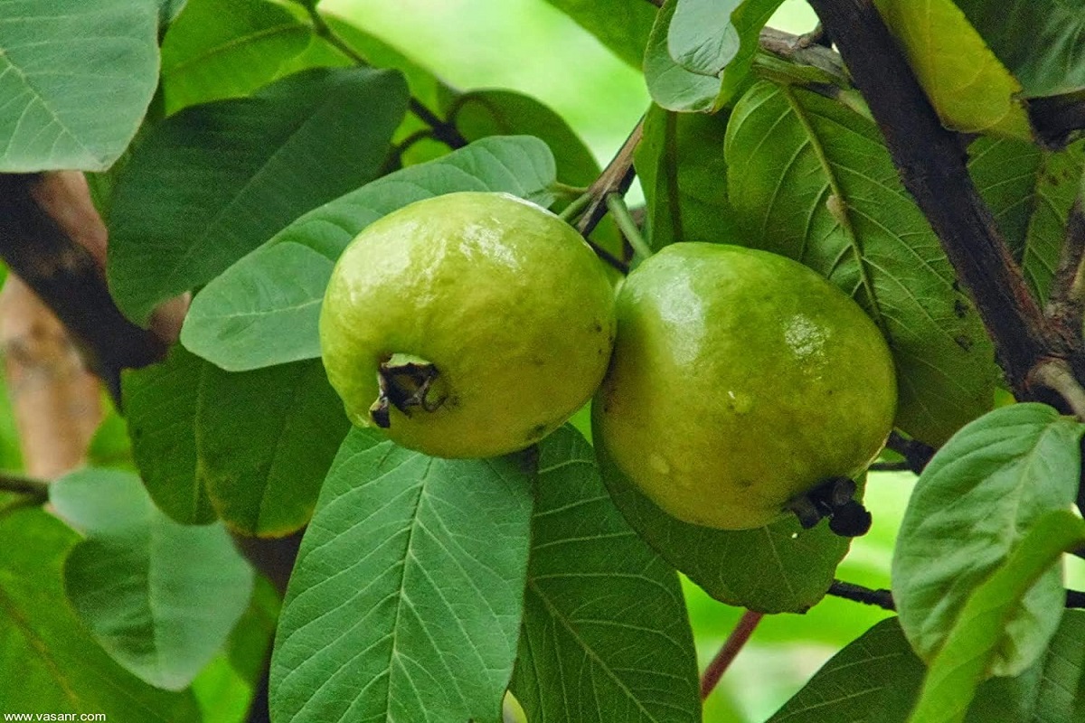 Benefits of Guava Leaves: जानिए अमरूद की पत्तियों के भी हैं कमाल के फायदे, वजन घटाने से लेकर शुगर लेवल को करता है कंट्रोल