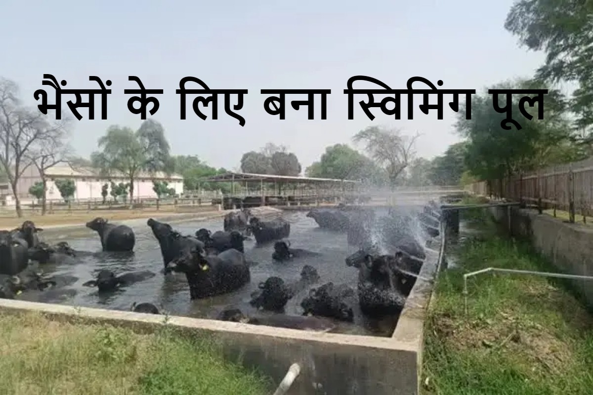 swimming-pool-built-for-buffaloes-in-haryana-to-give-relief-from-heat.jpg