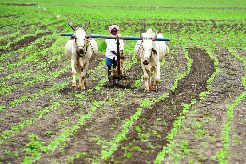 वैज्ञानिकों ने किया हैरान करने वाला खुलासा, खेती की वजह से घट गया इंसान का कद