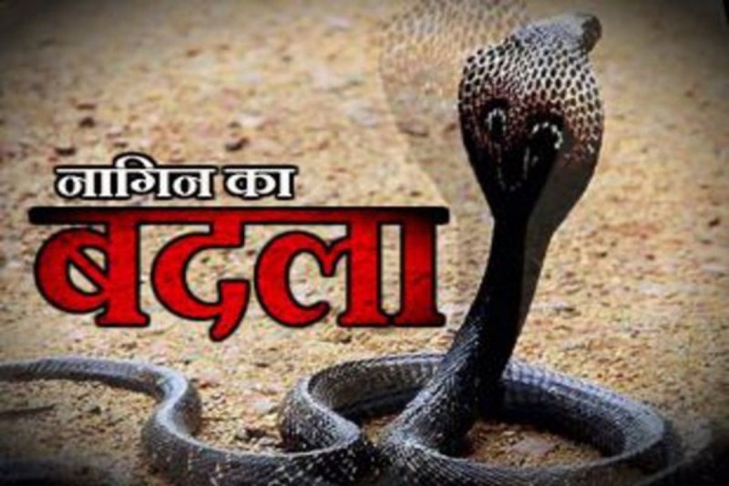 nagin-ka-badla-snake-take-revenge-of-death-bitten-7-times-to-man.jpg