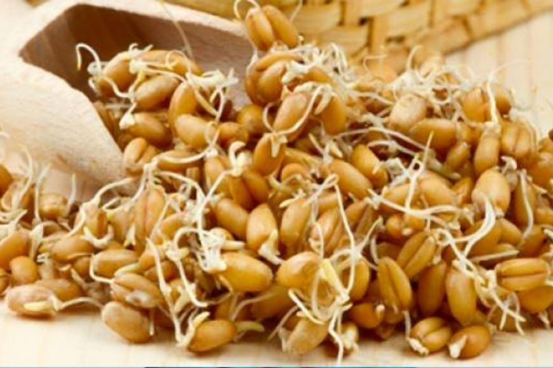 benefits_of_sprouted_wheat.jpg