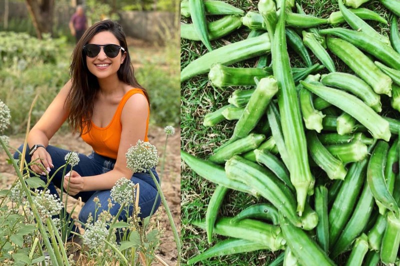 फिल्मी दुनिया से दूर पिता के फार्म पर खेती करती नजर आईं Parineeti Chopra, क्या है आगे का प्लान?