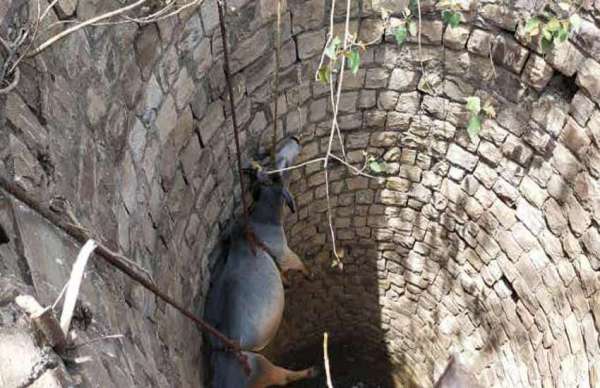 Taking the cow out with the help of a rope.