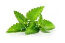 amazing_health_benefits_of_mint_in_summer.jpg