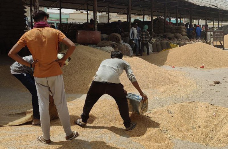 Anupgarh Dhan mandi Bhav: Wheat record sold at Rs 2800 per quintal