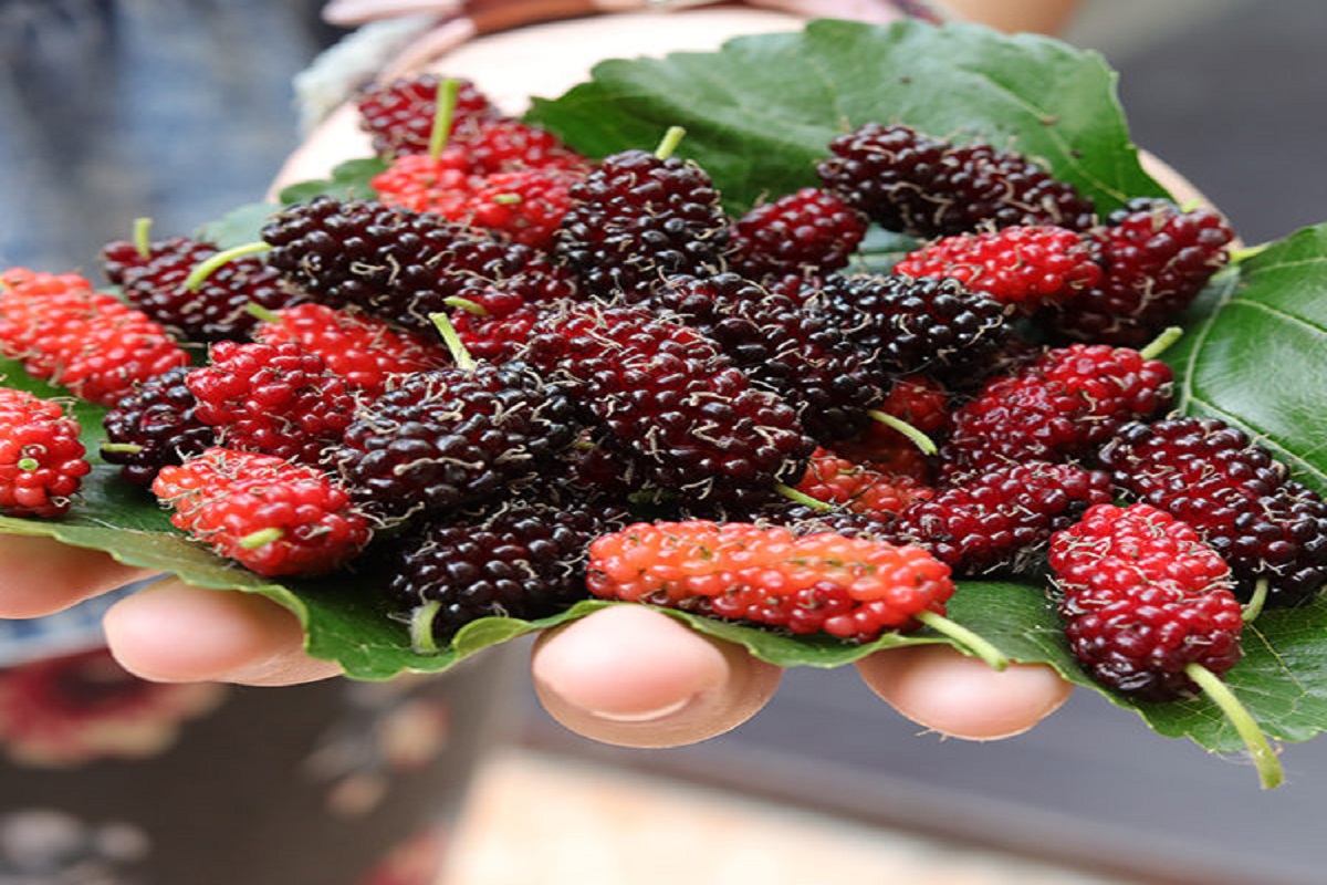 Benefits of Mulberry: शहतूत खाने के फायदे जानकर आप भी रह जाएंगे हैरान, पेट संबंधी समस्याओं से दिलाता है राहत