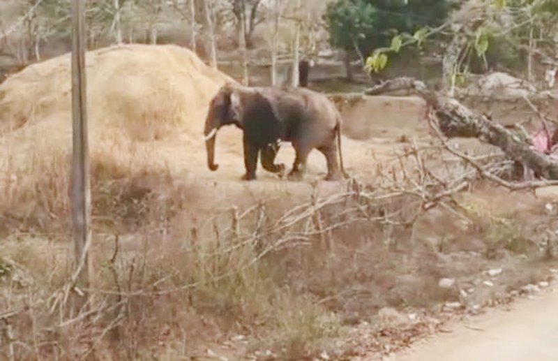 ग्रामीणों की बढ़ी चिंता, हाथियों ने मासुलखोई गांव में फसल को पहुंचाया नुकसान