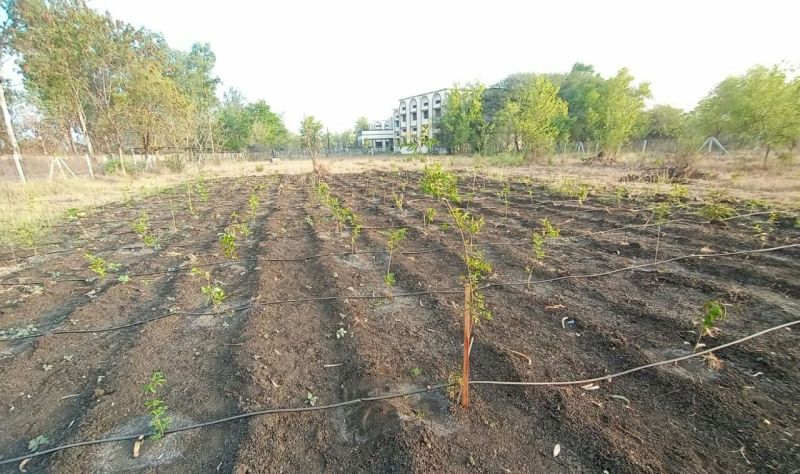 ड्रिप पद्धति से पौधों पर जल की धारा