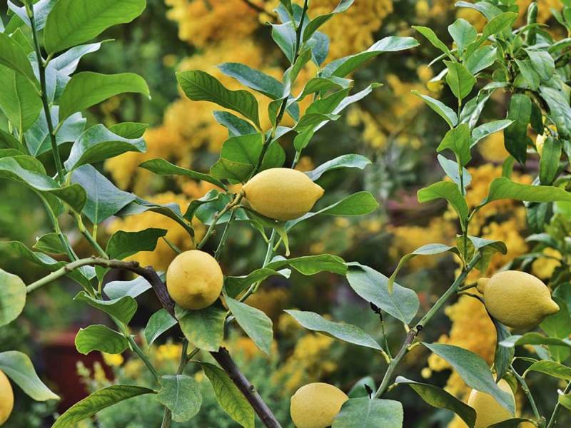 पेट से लेकर सिर दर्द तक को कम करता है नींबू का पत्ता, जानें कैसे करें इस्तेमाल