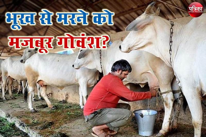 Straw Prices on Increase Creating Problems for Gaushala Operators