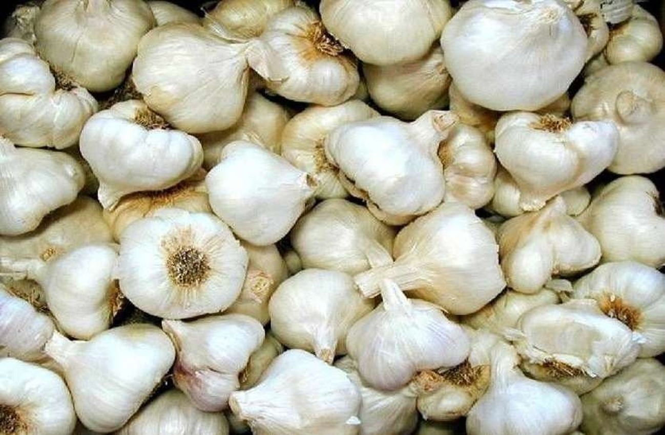 Garlic scam - लहसुन खरीद का करोड़ों का घोटाला, स्कूटर-लूना के पंजीयन को ट्रक बता डाला, ये है मामला