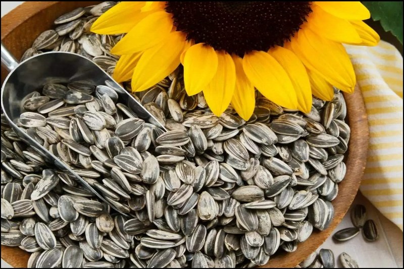 Sunflower Seeds Benefits: सूरजमुखी के बीज दिल से लेकर हड्डियों तक को बनाते हैं मजबूत, जानिए इसके और भी फायदे