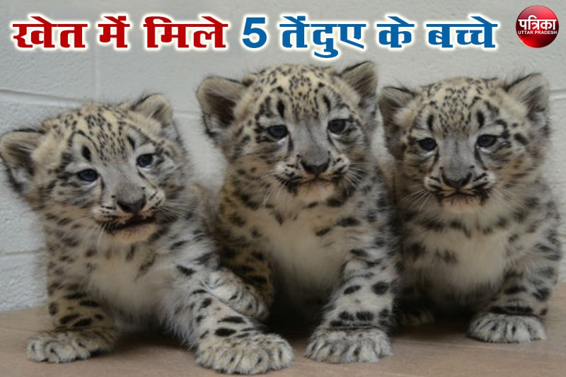 leopard cubs तेंदुए के 5 नवजात शावक गन्ने के खेत में मिले, खुशी से झूमे ग्रामीण ले रहे सेल्फी