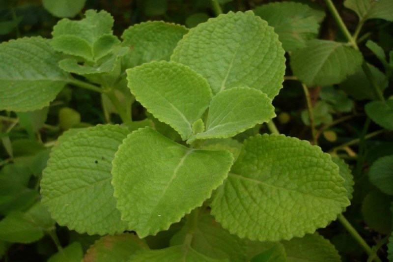 Ajwain Leaves Benefits: अजवाइन के पत्ते के फायदे जानकर आप हो जाएंगे हैरान, कई बीमारियों को करता है दूर