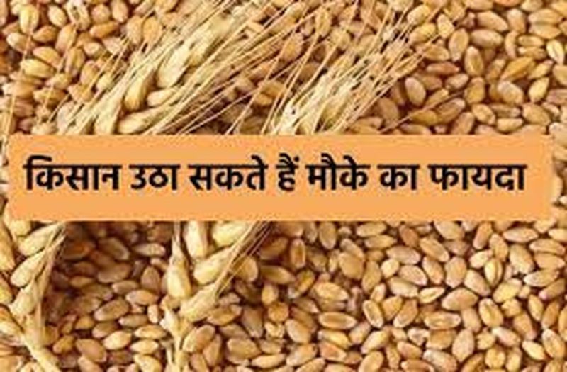 War Effect on Wheat Price - गेंहू के दामों पर रूस-यूक्रेन युद्ध का असर, किसान उठा सकते है मौके का फायदा, जानने के लिए पढ़े खबर...