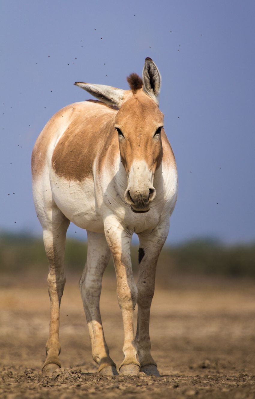Indian Wild Ass का अब यहां भी खुलेगा अभयारण्य