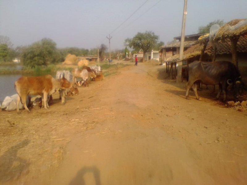 शासकीय भूमि पर अतिक्रमणकरियों का कब्जा, गौठान के लिए भी जगह नहीं बची