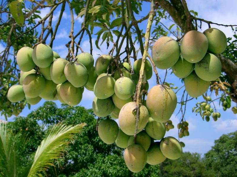 Mongo Season will be Cost Effective Know About Mango Crop