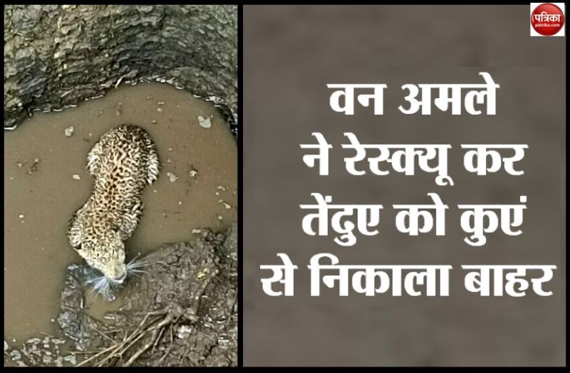Rescued and pulled the leopard out of the well