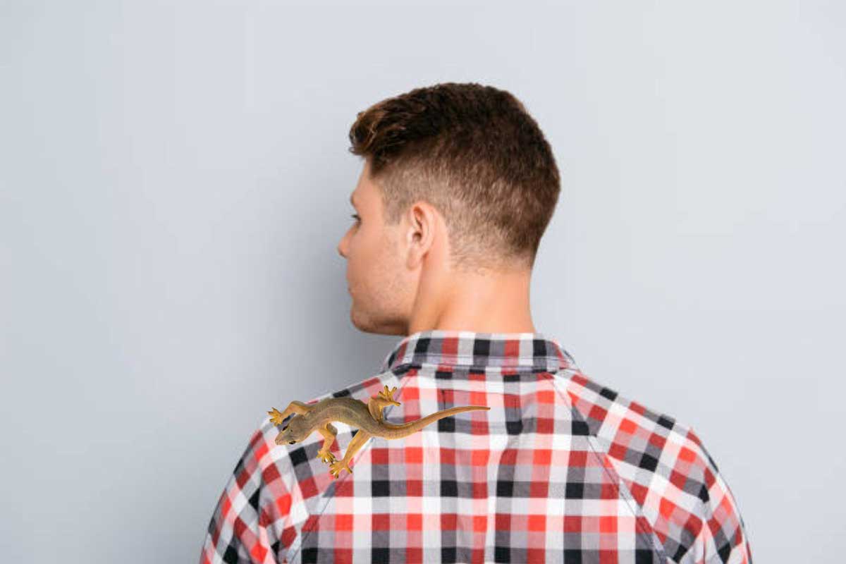 lizard falling astrology, lizard falling on left shoulder, छिपकली का गिरना शुभ या अशुभ, lizard falling on right hand for female, lizard falling on right leg for female, lizard falling on right hand for male, lizard falling on head, lizard falling in front of you, lizard falling on someone meaning, chipkali ka sir par girna, छिपकली का गिरना, छिपकली का गिरना बाएं हाथ पर, धन प्राप्ति के संकेत, chipkali ka gardan par girna,