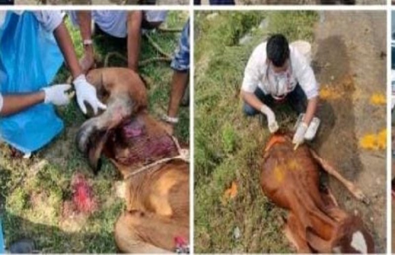 गुजरात में 1962 करुणा एनिमल एम्बुलेंस सेवा, 749470 कॉल