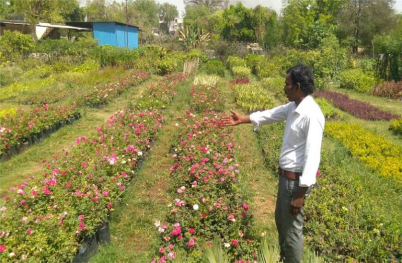 ये हैं ऐसे पौधे, जो गर्मी में देते हैं फूल और घर को रखते हैं ठंडा