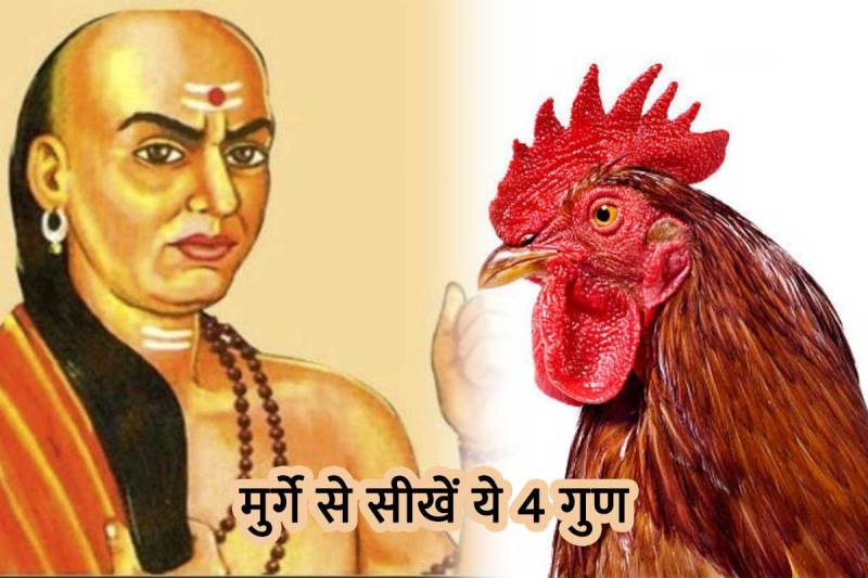 chanakya niti, adopt these 4 habits of cock, chanakya quotes, chanakya neeti in hindi, chanakya niti to get success, chanakya niti cock, chanakya niti shastra, chanakya niti for success in life in hindi, सफलता का मूल मंत्र, चाणक्य नीति, मुर्गे के गुण, चाणक्य नीति सफलता, तरक्की, चाणक्य नीति की बातें,