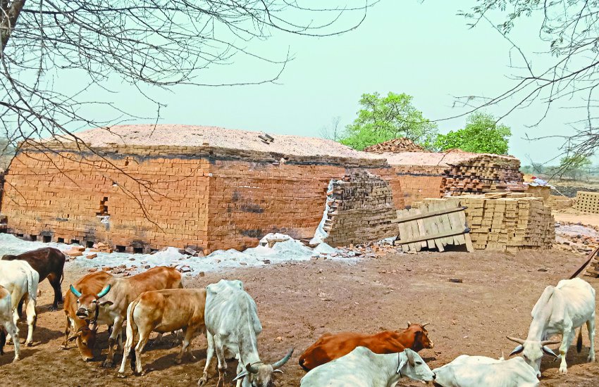 कुम्हार जाति को छूट की आड़ में चल रहा लाल ईंट का अवैध कारोबार
