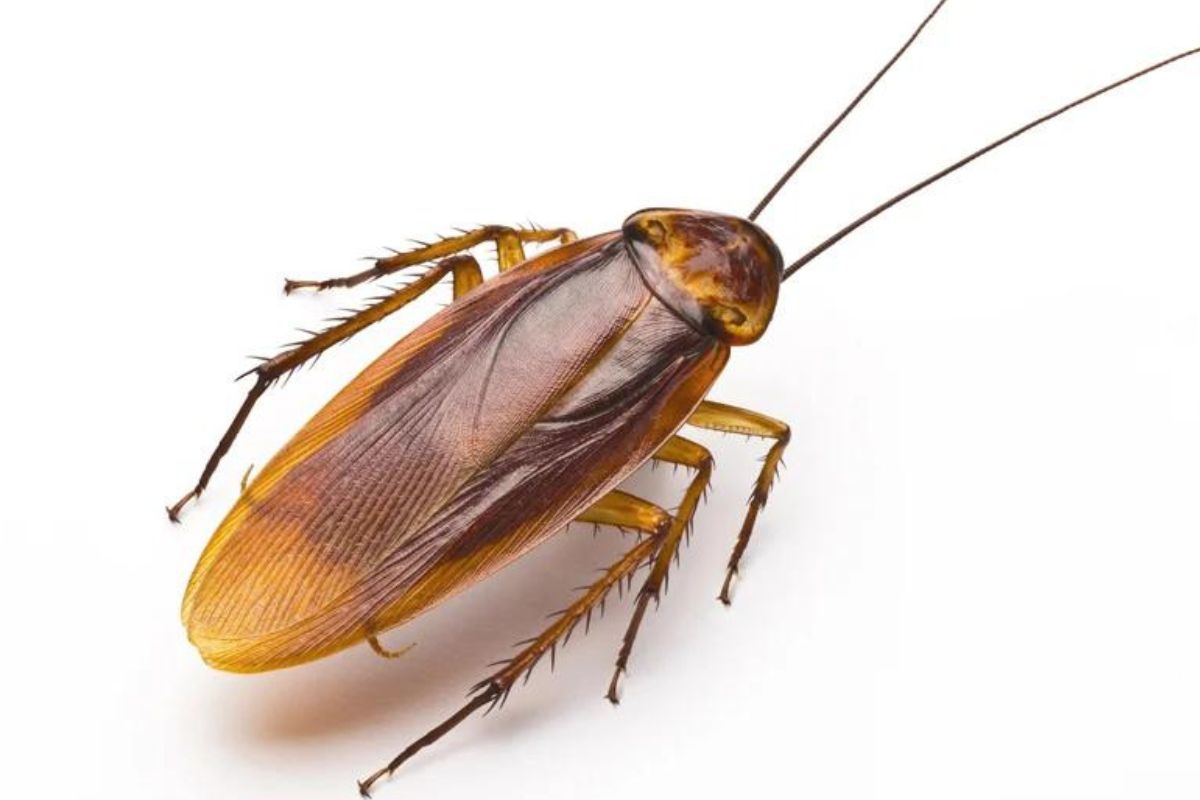 diseases_are_caused_by_cockroaches.jpg