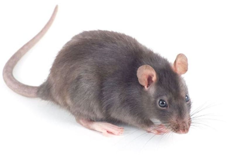 home_remedy_to_get_rid_of_rats_at_home_.jpg