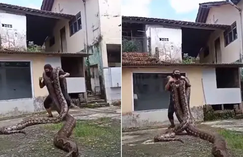 man dancing with 2 pythons 