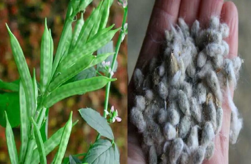 cottonseed cake: बिनौला खल को नहीं मिल रहे खरीदार, ऊंचे भावों पर मांग घटी