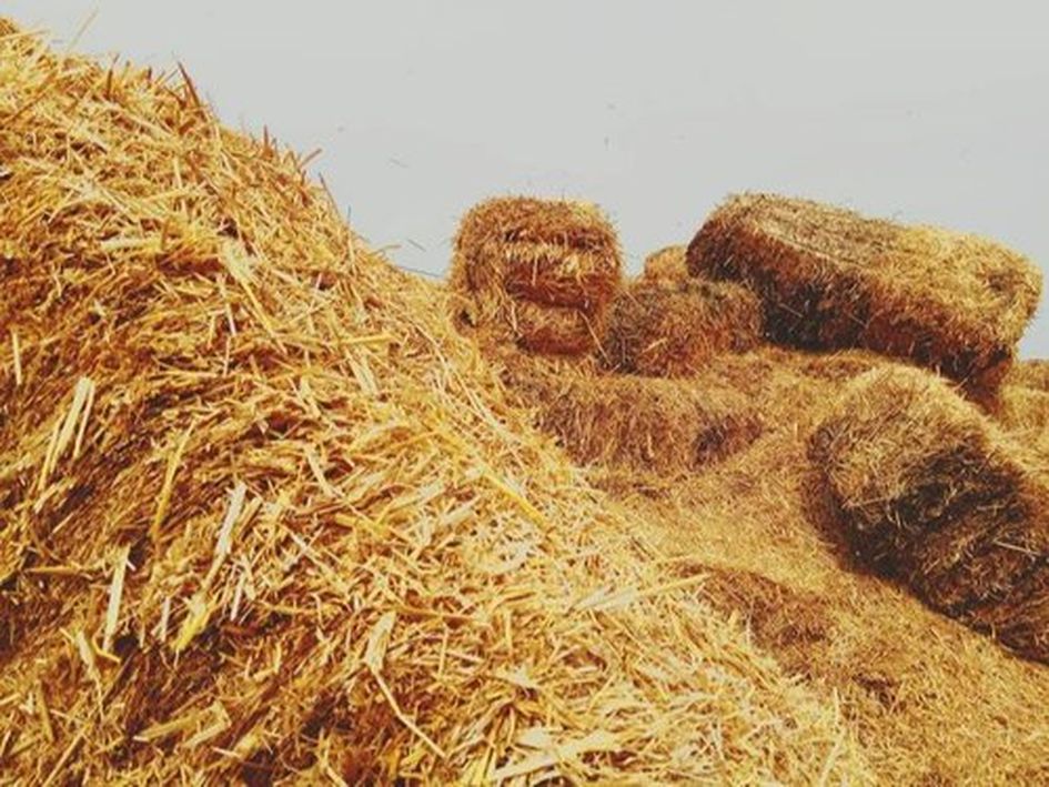 ANIMAL FEED पर महंगाई की मार, आवक कम, बढ़ गए दाम