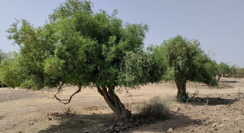DESERT TREE...50 डिग्री तापमान में भी हरे-भरे, मरुधरा को प्रकृति का वरदान है जाळ वृक्ष