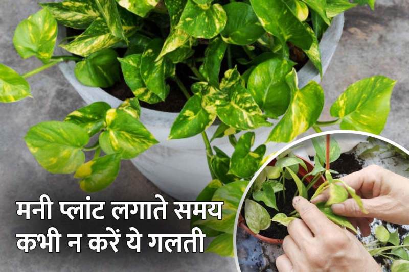 vastu tips for planting money plant in the house, money, happiness, वास्तु शास्त्र, मनी प्लांट लगाने का सही तरीका, planting money plant, vastu tips for money plant in home, money plant kis disha mein hona chahiye, money plant kis din lagana chahiye, money plant lagane ke fayde, east south direction for money plant, vastu shastra for money plant, money plant for prosperity,