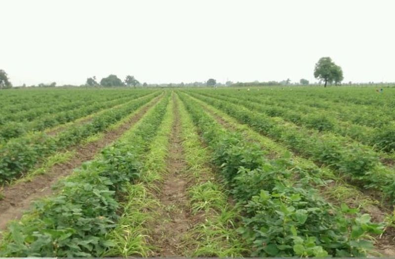 औषधीय पौधों की खेती देगी रोजगार की 'संजीवनी'