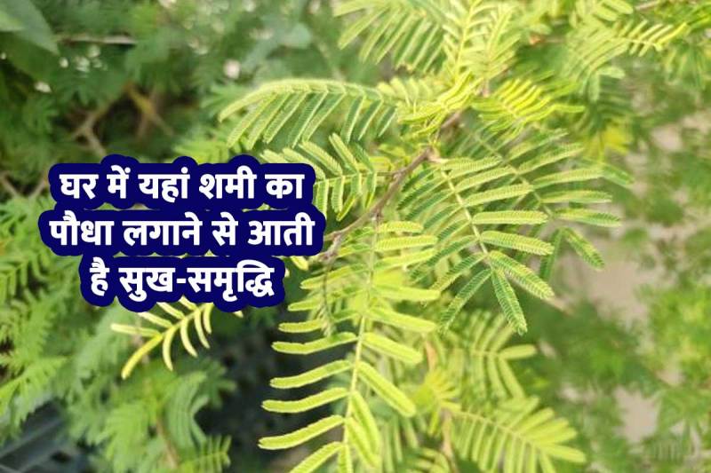 Shami Plant Vastu Tips, Vastu Shastra Tips, vastu shastra tips for wealth, shami plant vastu direction, shami ka paudha lagane ke fayde, shami ka paudha benefits, shami plant ghar me kaha lagana chahiye, saturn planet astrology, shami plant for vastu, wealth plant, shani grah se sambandhit karya, shani upay,