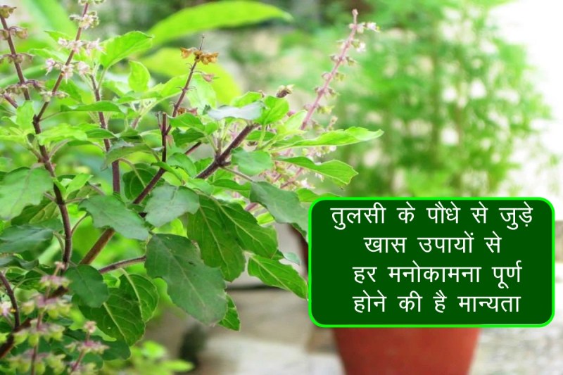 Vastu Tips, vastu shastra, tulsi plant, tulsi plant benefits, tulsi ka paudha, तुलसी का पौधा, 