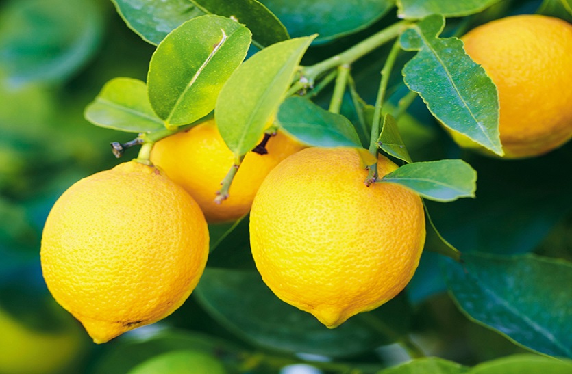Lemon prices: नींबू के दाम हुए आधे, नई पैदावार आनी शुरू