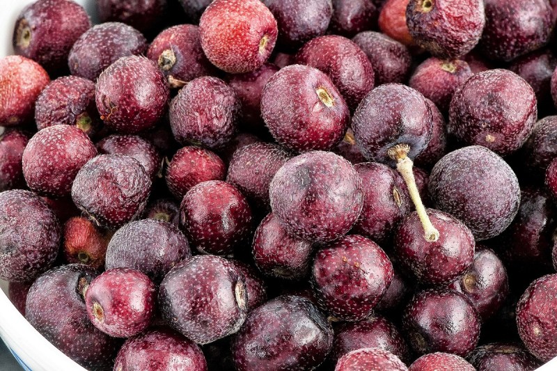 Phalsa Benefits: गर्मियों में फालसा खाने से मिलते हैं ये अद्भुत फायदे, लू लगने की समस्याओं से दिलाता है राहत
