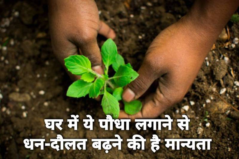VASTU SHASTRA, TULSI KA PAUDHA, vastu tips for tulsi plant, where to plant tulsi at home as per vastu, tulsi ka paudha kis din lagaye, tulsi plant vastu direction, holy basil benefits, tulsi ka paudha kis disha mein lagaen, happiness and prosperity, vastu shastra for prosperity, trendingwidget,