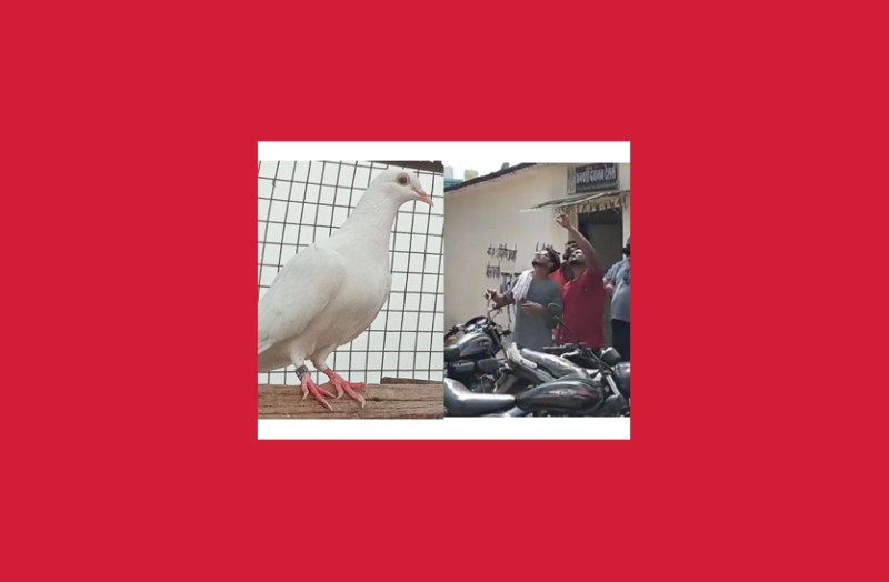 कबूतरबाजी में प्रदेशस्तर की प्रतियोगिता में भिलायंस का दबदबा