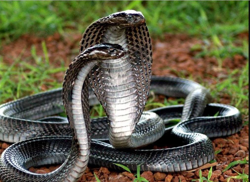 Snake Couple Stop Electricity Supply 100 Villages in Rampur