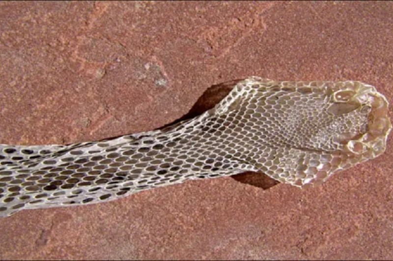 होटल से ऑर्डर किया खाना, सांप की खाल में लपेटकर किया डिलीवर