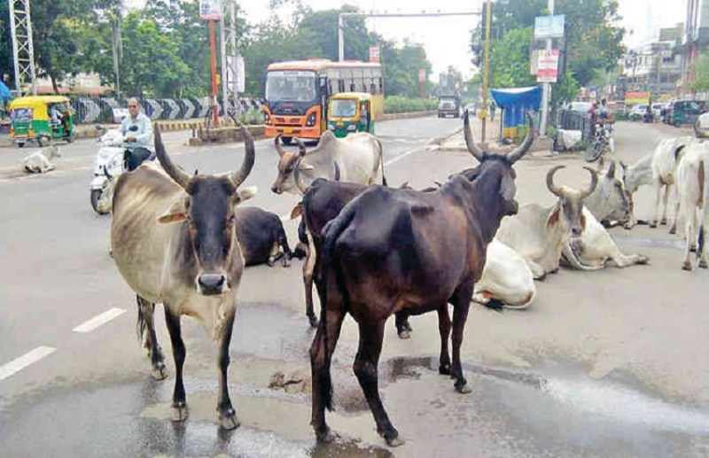 Gujarat News : दूध के लिए पशुओं में इंजेक्शन का कहां हो रहा था धड़ल्ले से इस्तेमाल, 5 पशुपालकों पर कार्रवाई