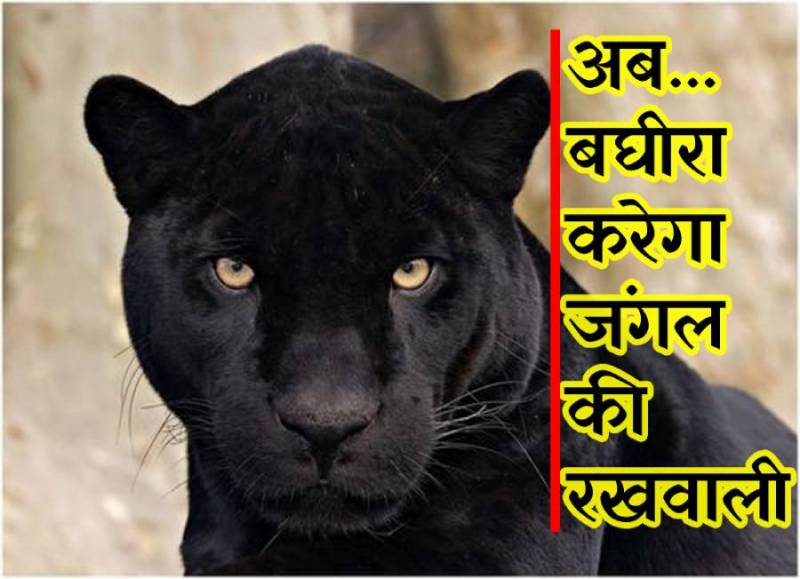 अब बघीरा करेगा जंगल की रखवाली